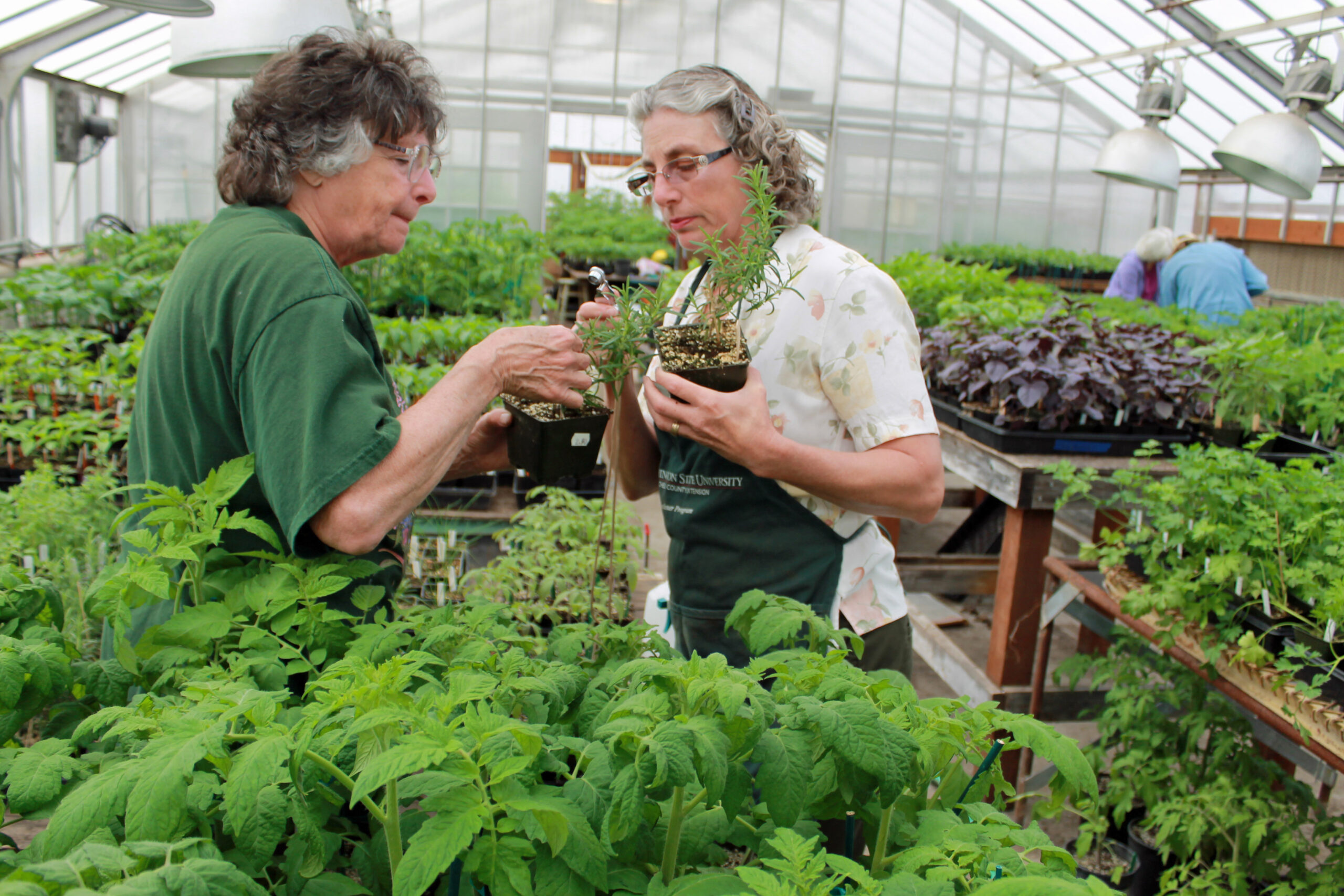 Two women examining tomato plants in a greenhouse.