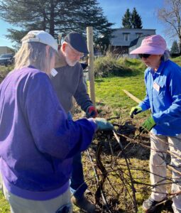 People pruning grape plant.