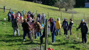 Blueberry pruning class in action.