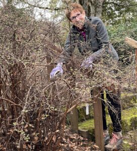 Lady pruning a shrub.