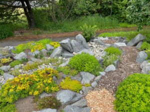 Rock garden full of sedum.