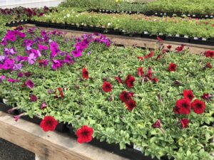 Petunias and other annual plants, ready for sale