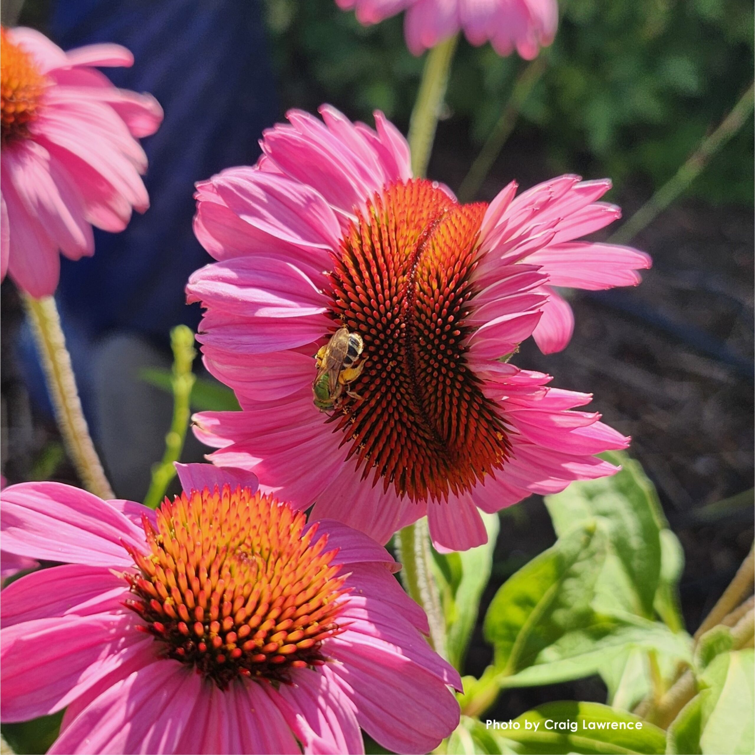 Northwest Flower and Garden Festival graphic.