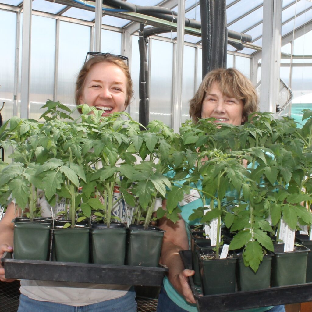 Two Master gardeners holding tomatoes