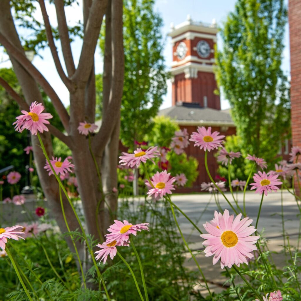 Painted daisies with Bryan Clock Tower in the background on the campus of Washington State University, Friday, May 25, 2018.