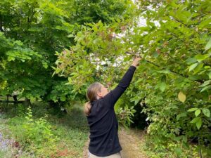 Person pruning tree