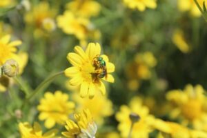 Bee on yellow flower